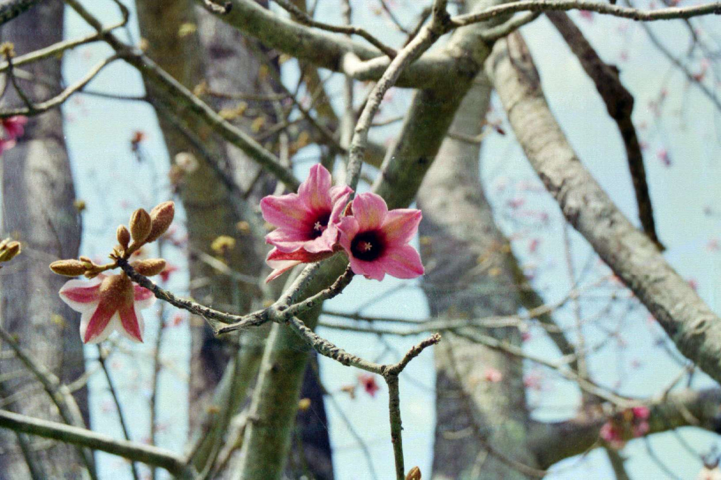 Brachychiton discolor - bottle tree (Forest honeycomb)