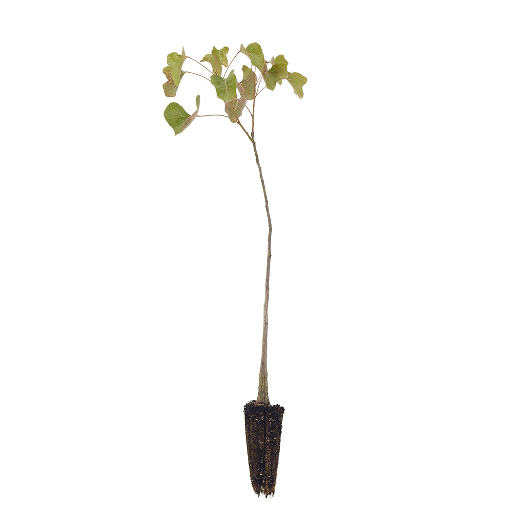 Brachychiton populneus - albero a bottiglia (Alveolo forestale)