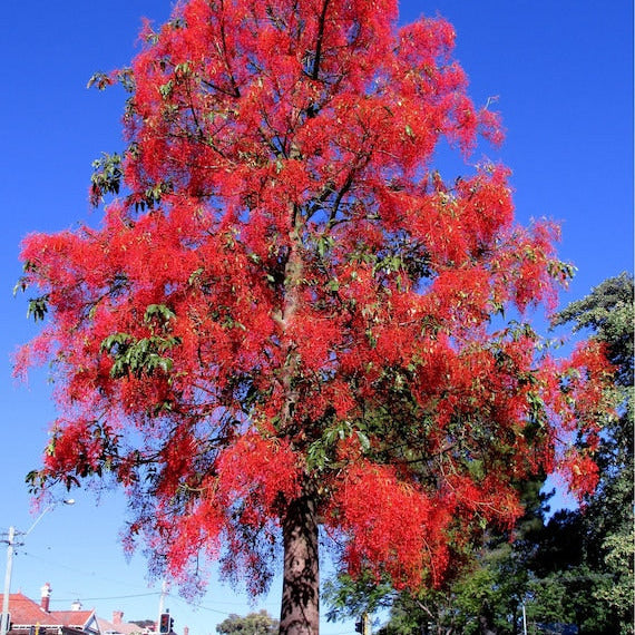 Brachychiton acerifolius - (Vaso quadro 9x9x10 cm)