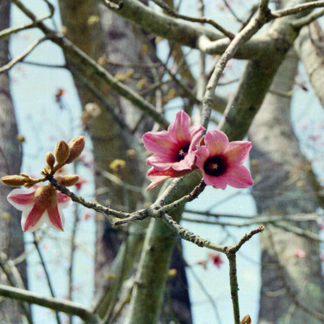 Brachychiton discolor - albero a bottiglia (Vaso quadro 7x7x10 cm)