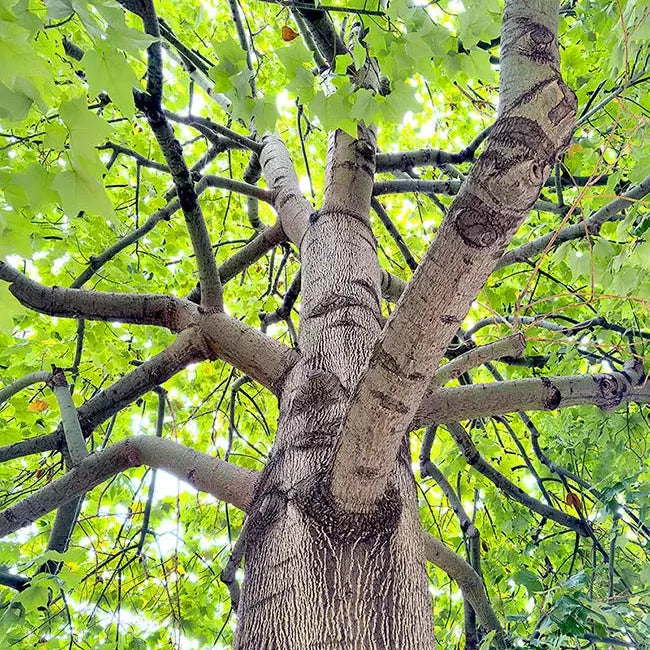 Brachychiton discolor - albero a bottiglia (Vaso quadro 7x7x10 cm)