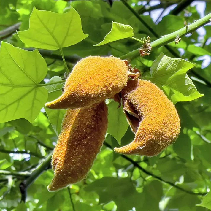 Brachychiton discolor - albero a bottiglia (Vaso quadro 7x7x10 cm)