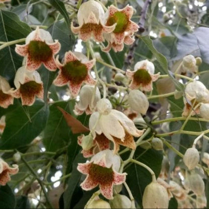 Brachychiton populneus VivaiMDB