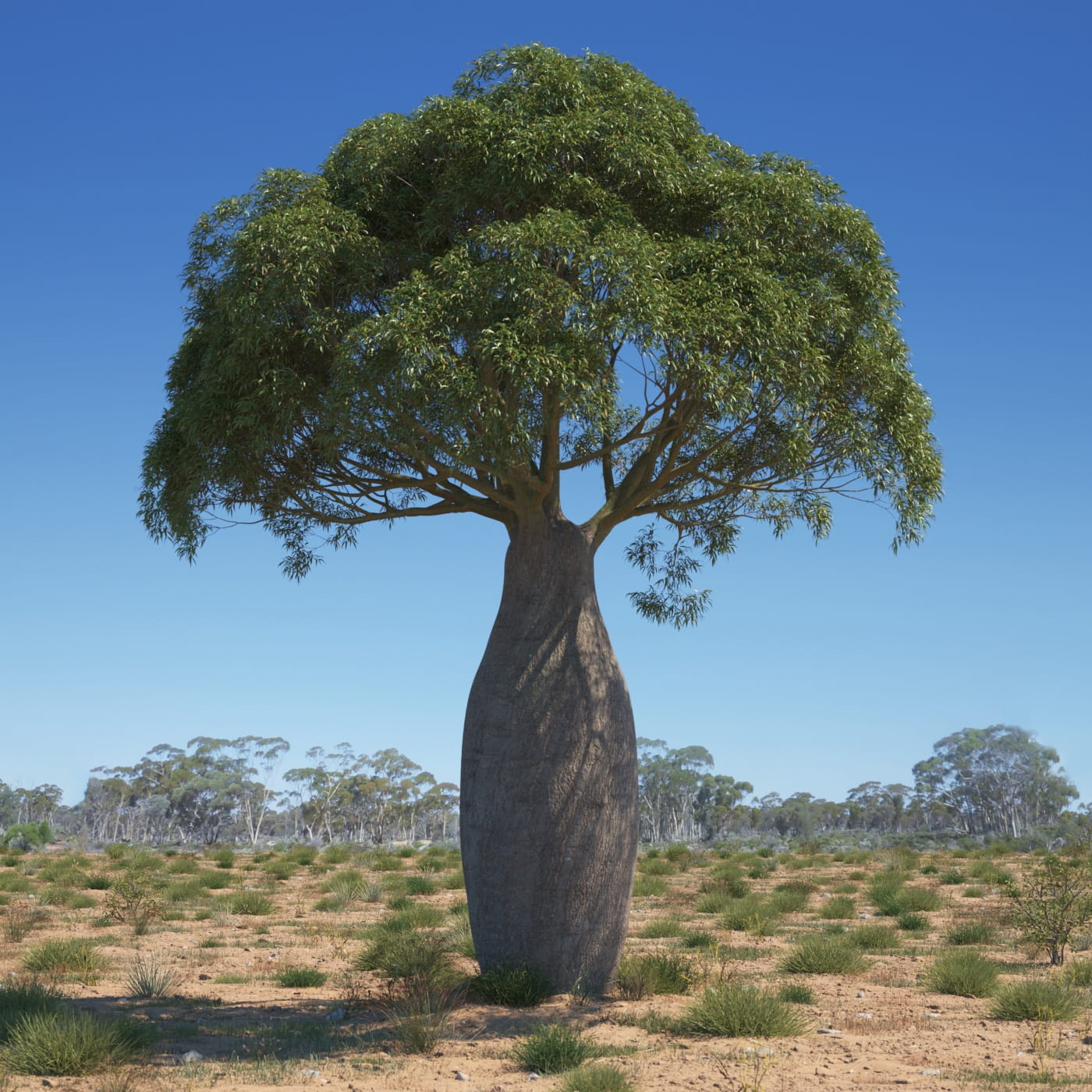Brachychiton rupestris - albero a bottiglia (Vaso quadro 7x7x8 cm)