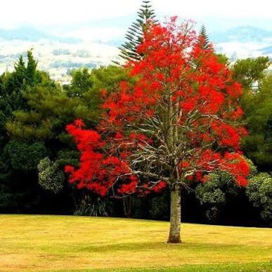 Brachychiton acerifolius - (Vaso quadro 9x9x10 cm)
