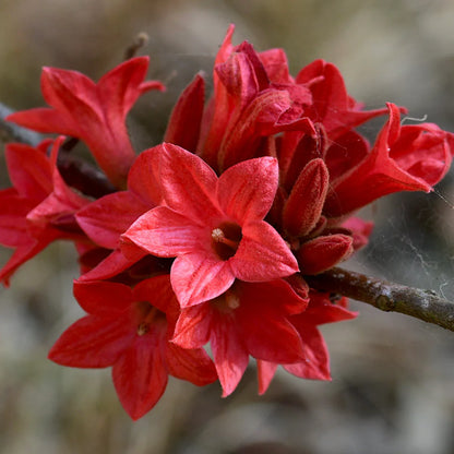 Brachychiton acerifolius - (Vaso quadro 9x9x10 cm)