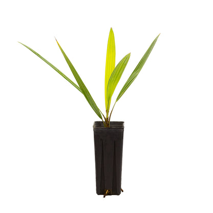 Brahea armata - palma blu (Vaso quadro 9x9x20 cm)
