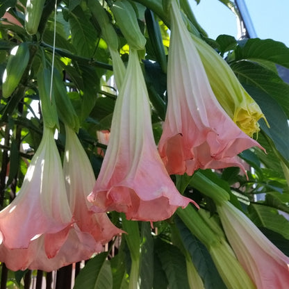 Brugmansia arborea (fiore rosa) - tromboni d'angelo d'angelo (Alveolo forestale)