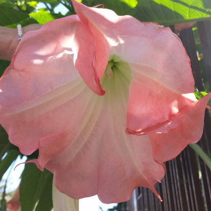Brugmansia arborea (fiore rosa) - tromboni d'angelo d'angelo (Alveolo forestale)