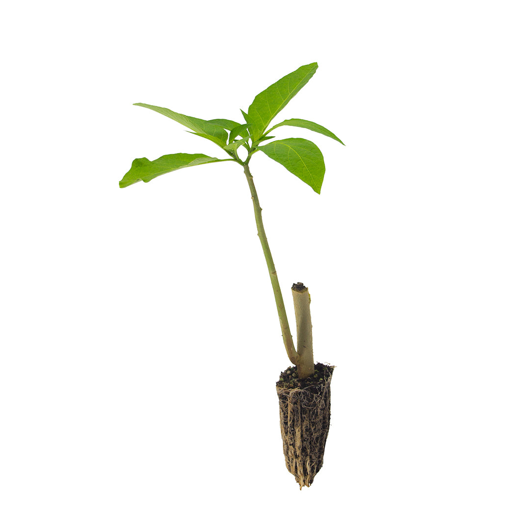 Brugmansia arborea (fiore bianco) - tromboni d'angelo (Alveolo forestale)