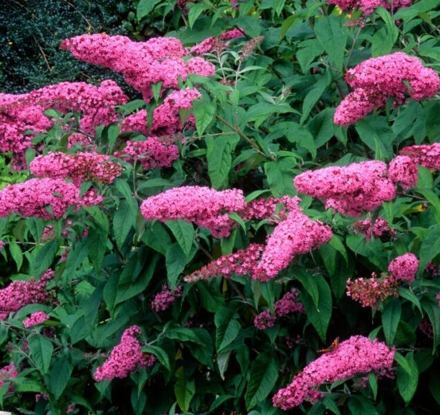 Buddleja davidii (fiore rosa) - pianta delle farfalle (Alveolo forestale)