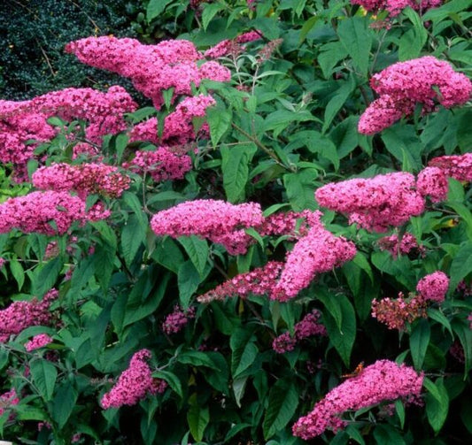 Buddleja davidii (fiore rosa) - pianta delle farfalle (Alveolo forestale)