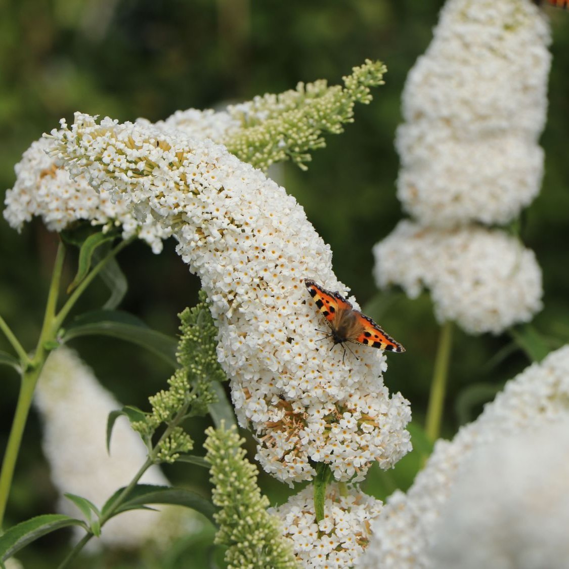 Buddleja davidii cv "White profusion" (fiore bianco) - pianta delle farfalle (Vaso quadro 7x7x8cm)