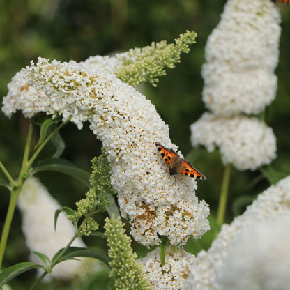 Buddleja davidii cv "White profusion" (fiore bianco) - pianta delle farfalle (Vaso quadro 7x7x8cm)