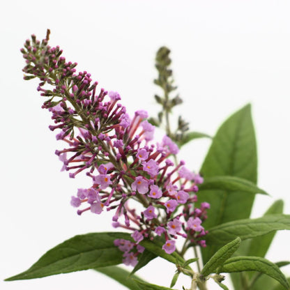 Buddleja davidii (fiore rosa) - pianta delle farfalle (Alveolo forestale)