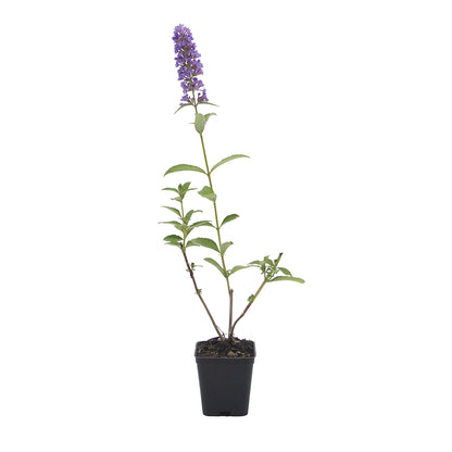 Buddleja davidii (purple flower) - butterfly plant (Forest honeycomb)