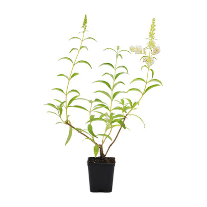 Buddleja davidii cv "White profusion" (fiore bianco) - pianta delle farfalle (Vaso quadro 7x7x8cm)