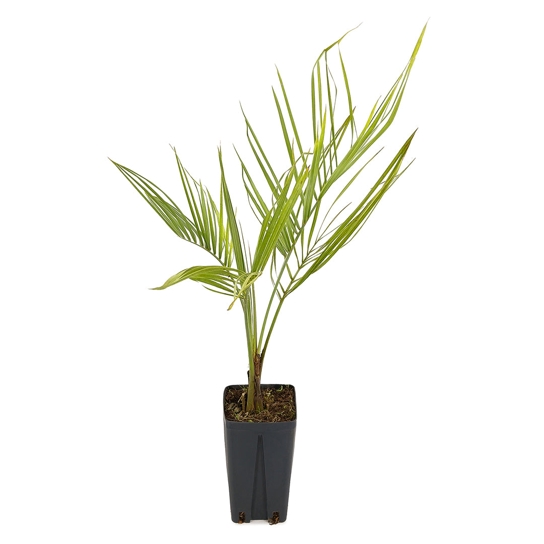 Butia capitata - buzia (Square vase 9x9x20 cm)