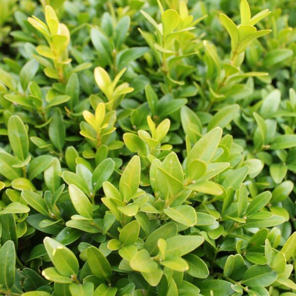 Buxus sempervirens - boxwood (30 cm pot)