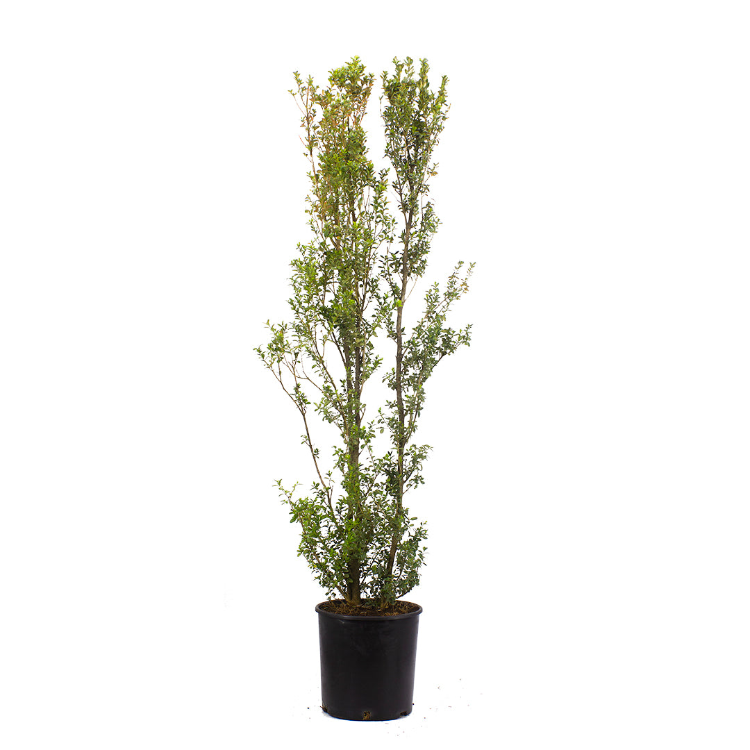 Buxus sempervirens - boxwood (30 cm pot)