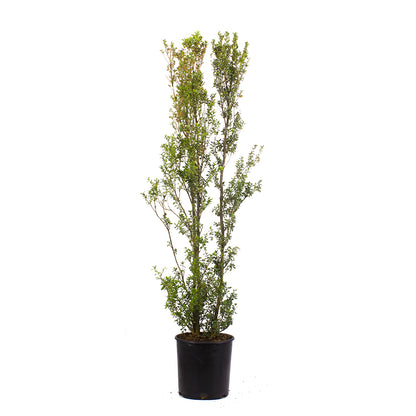 Buxus sempervirens - boxwood (30 cm pot)