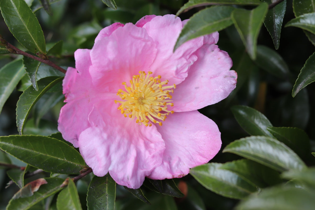 Camellia sasanqua cv "simple pink flower" - camellia (Pot 20 cm)