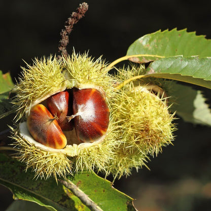 Castanea sativa - chestnut (Forest honeycomb)