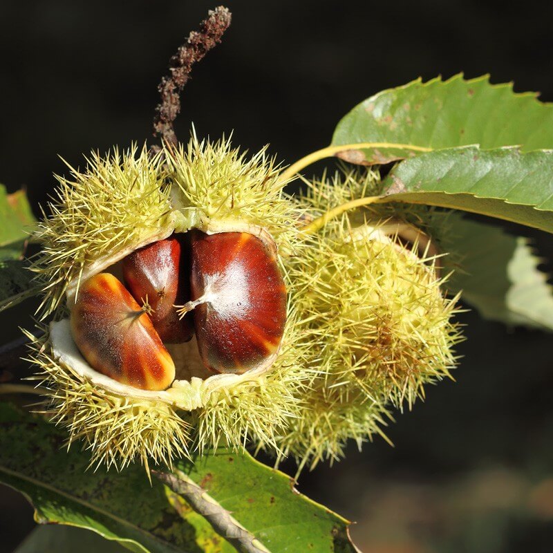 Castanea sativa - chestnut (Square vase 9x9x20 cm)