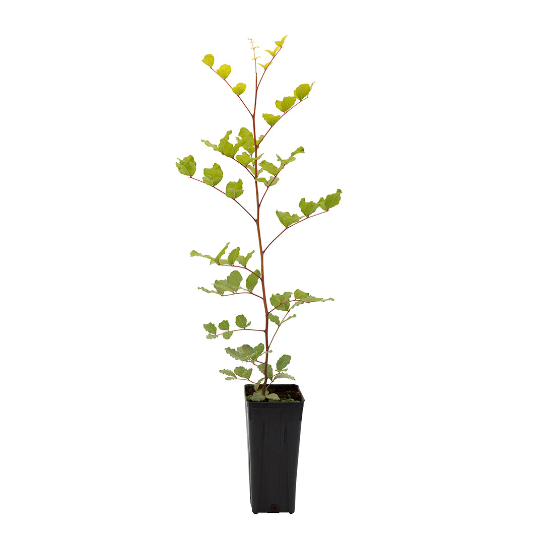 Ceratonia siliqua - carob (Square vase 9x9x20 cm)