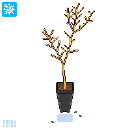 Magnolia susan (Square vase 9x9x20 cm)