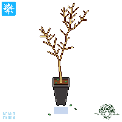 Pistacia terebinthus - terebinto (Vaso quadro 9x9x20 cm)