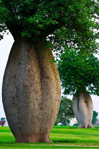 Chorisia Speciosa - Bottle Tree (Forest Tree)