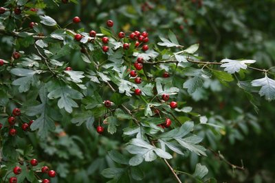 Crataegus Monogyna - Hawthorn (Square Vase 9X9X20 Cm)