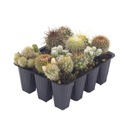 Cactus collection (Set 12 alveolini)