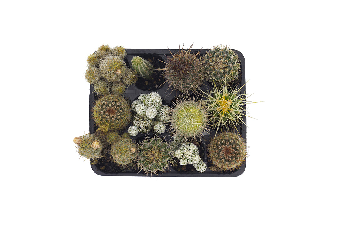 Cactus collection (Set 12 alveolini)