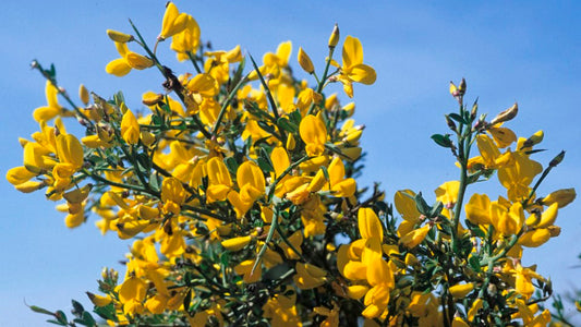 Calicotome spinosa - ginestra spinosa (Alveolo forestale)