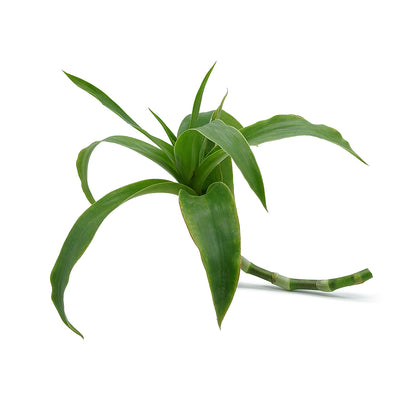 Callisia fragrans- Callisia strisciante (1 talea)