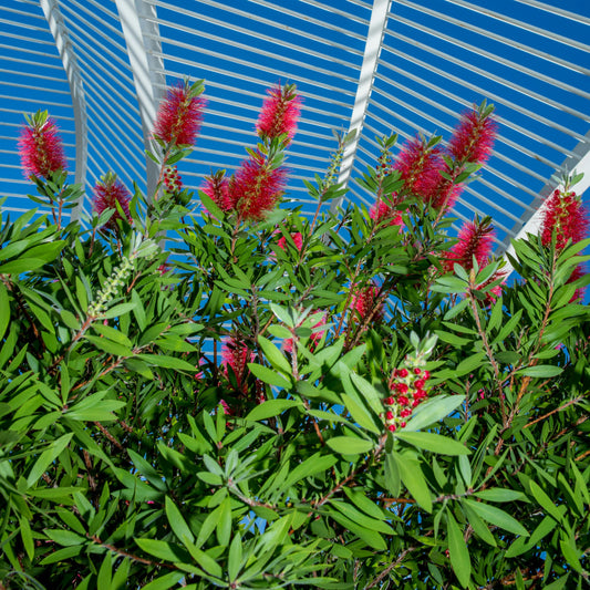 Callistemon citrinus cv. "splendens" - callistemo (Forest alveolus)