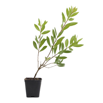 Callistemon citrinus cv. "splendens" - callistemo (Forest alveolus)