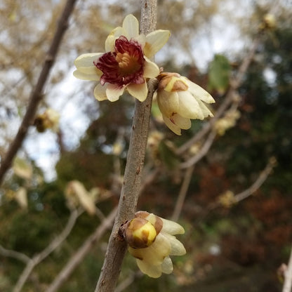 Calycanthus (sin. Chimonanthus) praecox - calicanto d'inverno (10 piante a radice nuda)