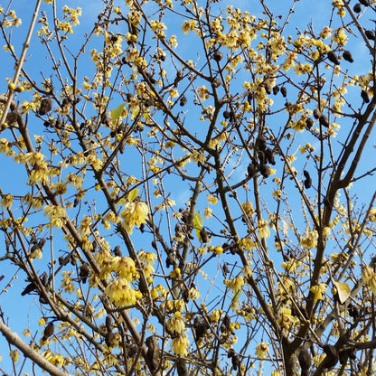 Calycanthus (sin. Chimonanthus) praecox - calicanto d'inverno (10 piante a radice nuda)