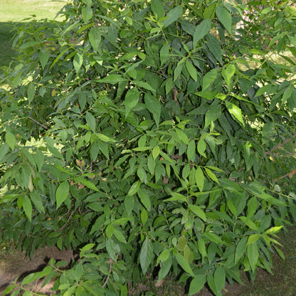 Calycanthus (sin. Chimonanthus) praecox - calicanto d'inverno (10 piante a radice nuda)