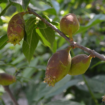 Calycanthus (sin. Chimonanthus) praecox - calicanto d'inverno (10 piante a radice nuda)