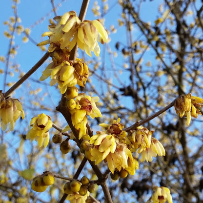 Calycanthus (sin. Chimonanthus) praecox - calicanto d'inverno (10 piante a radice nuda)