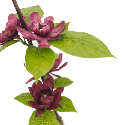 Calycanthus x raulstonii cv. "Hartlage Wine" - calicanto a fiori rossi (Vaso 18 cm)