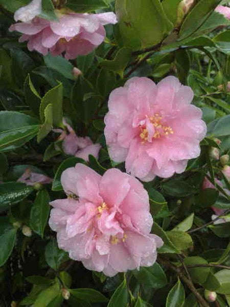 Camellia sasanqua cv "semi-double pink flower" - camellia (Pot 18 cm)