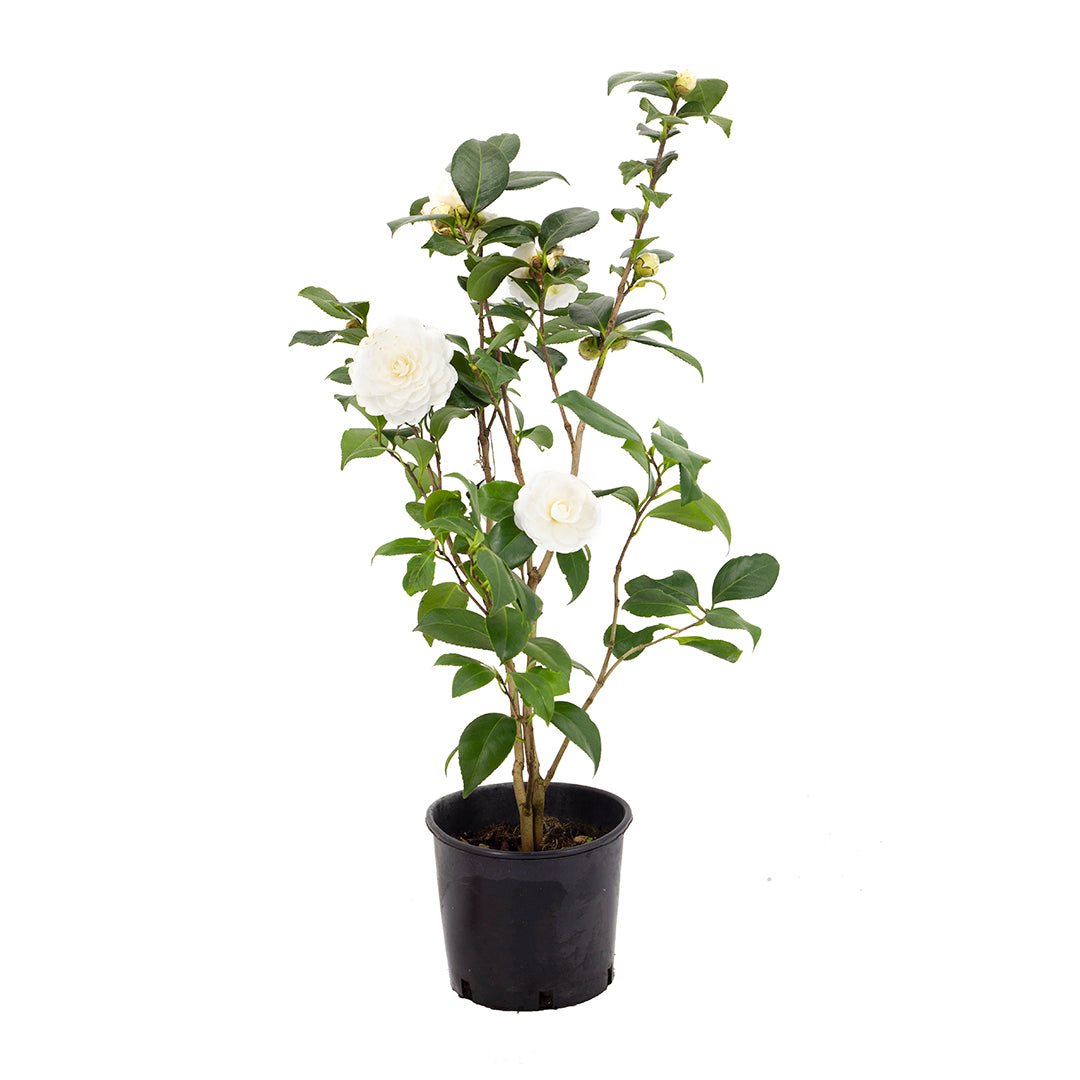 Camellia japonica cv. "Paolina Maggi" - white camellia (Vase 18 cm)