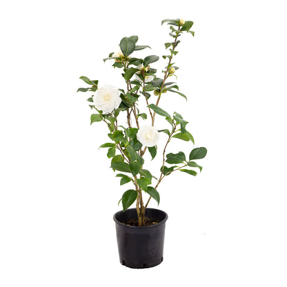 Camellia japonica cv. "Paolina Maggi" - camelia bianca (Vaso 18 cm)