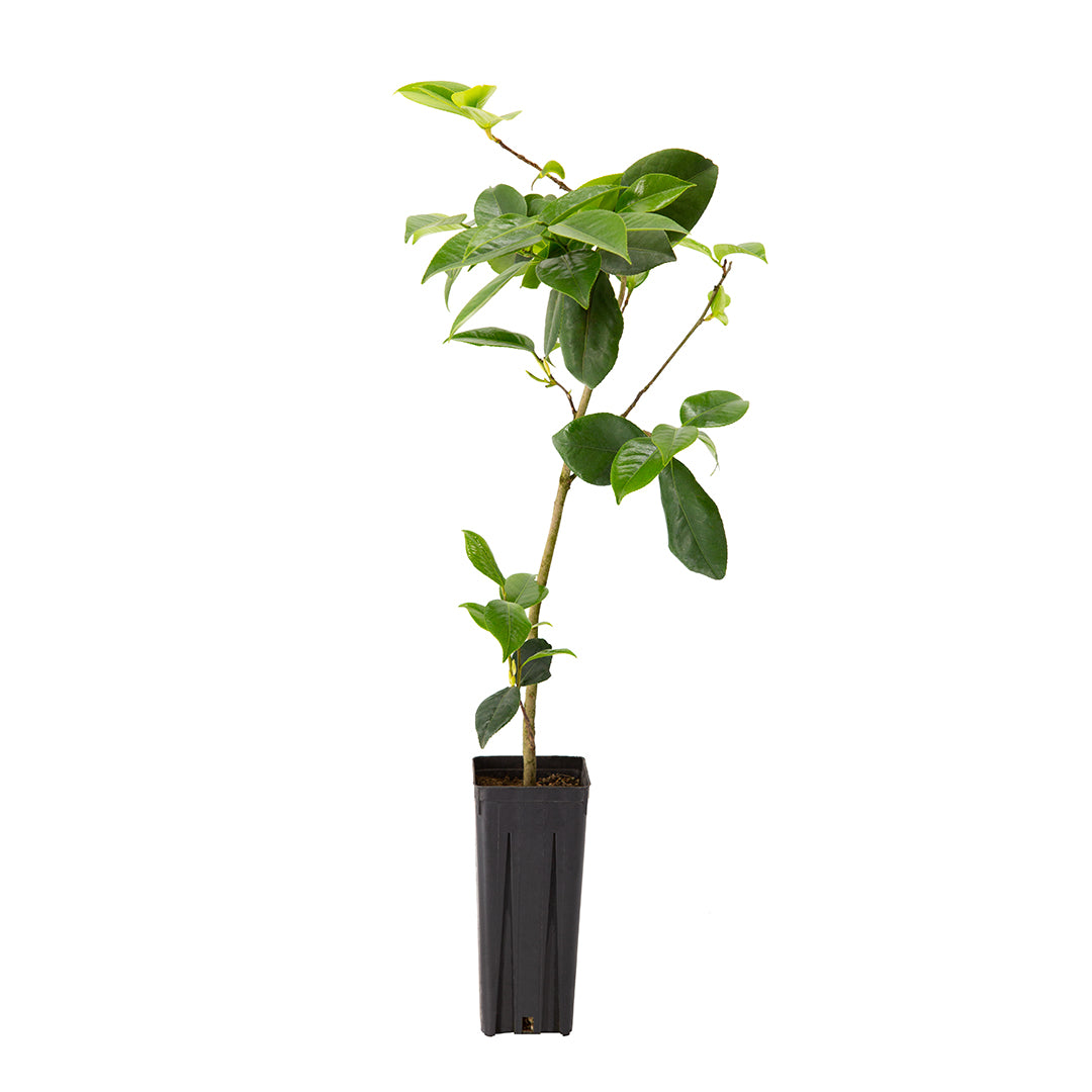 Camellia japonica - camelia (Vaso quadro 9x9x20 cm)