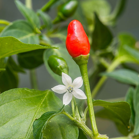 Capsicum annuum var. glabriusculum - pequin pepper (3 fruits)